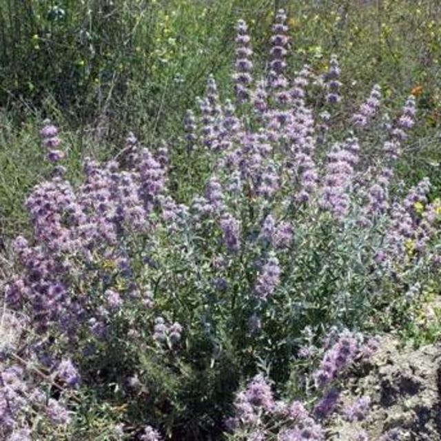 Salvia leucophylla (San Luis Purple Sage) 1 Gallon