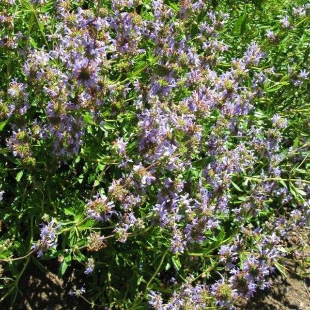 Salvia mellifera (Black Sage) 1 Gallon