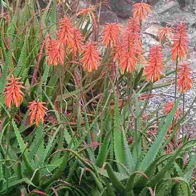 Aloe (Various Species) 5 Gallon