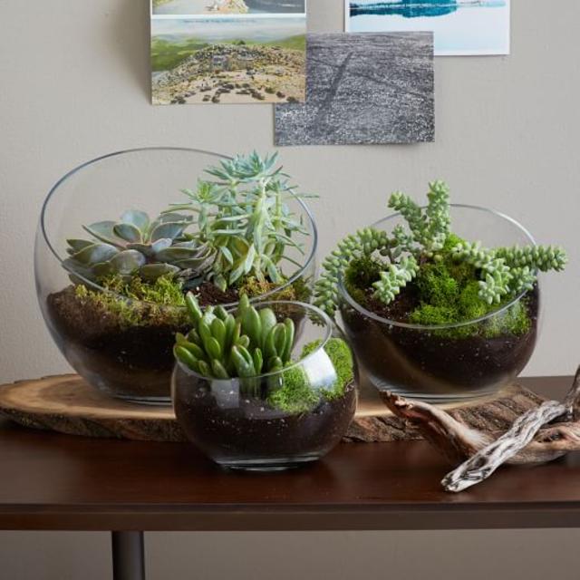 Open-Face Terrarium