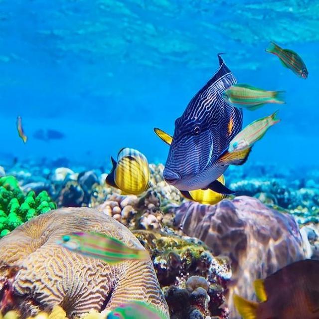 Snorkeling in Zanzibar