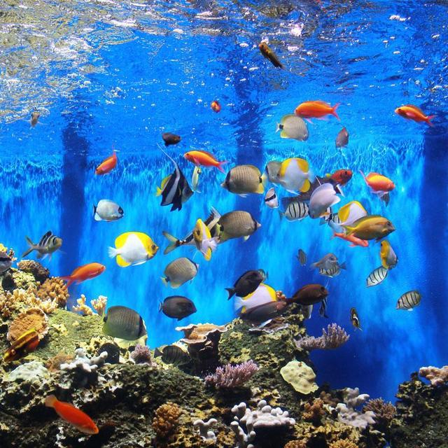 Waikiki Aquarium Experience