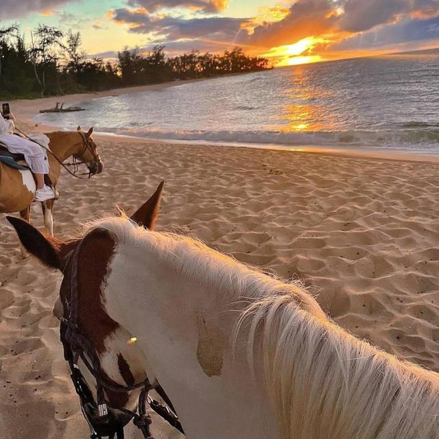 Hawaii Horseback Riding Experience