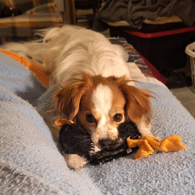 Vet bills to keep Pebbles healthy