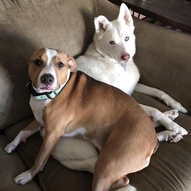 Dog Sitting Fund During Our Honeymoon