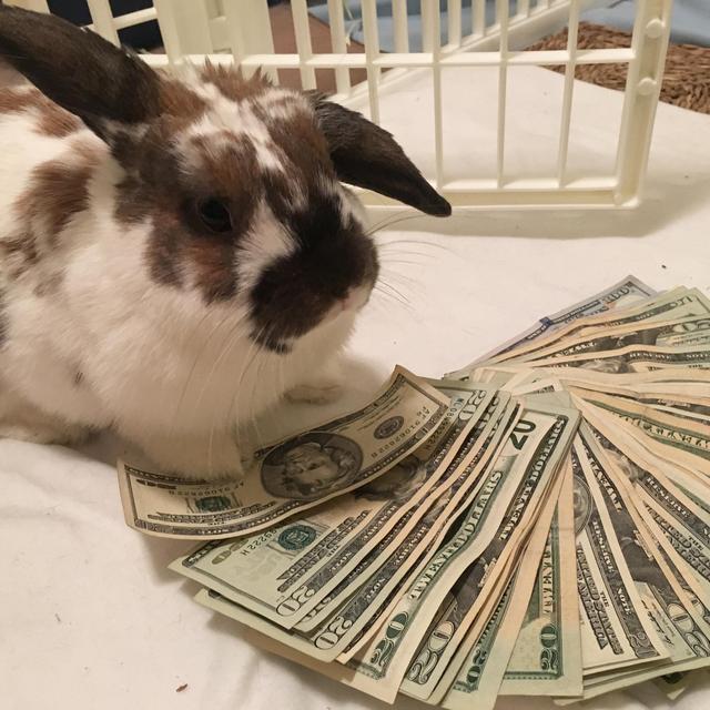 Moo's Vegas Allowance