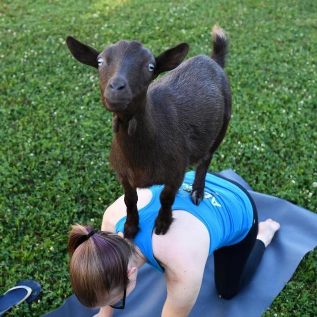 Couples Goat Yoga