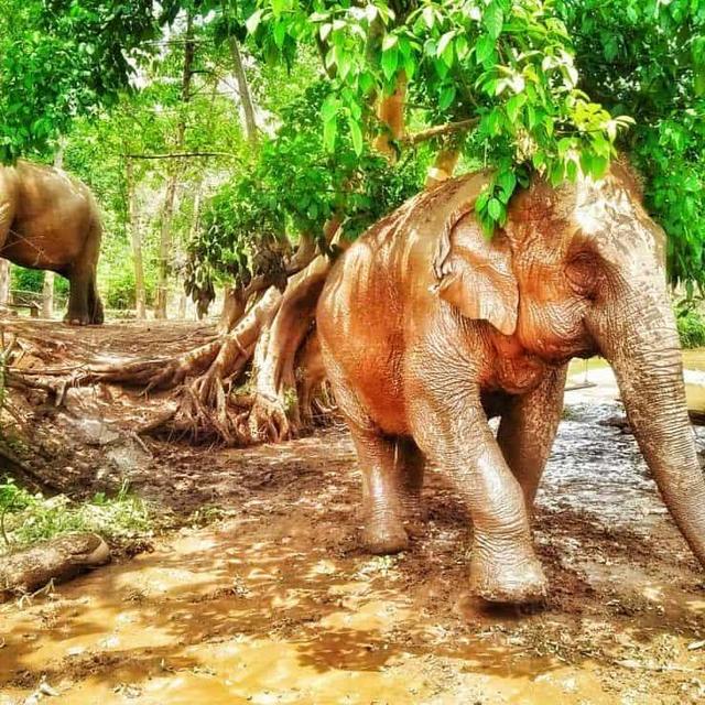 Elephant Sanctuary Visit