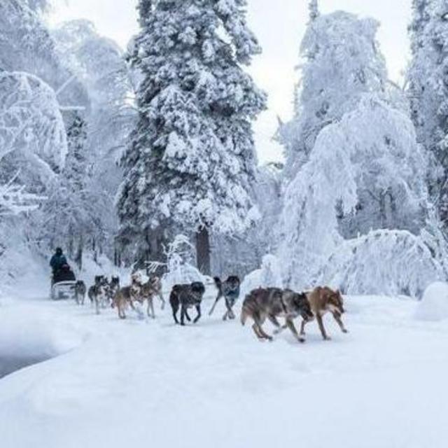Dog Sled Tour