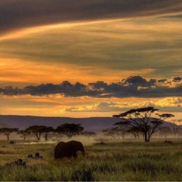 Safari Honeyfund