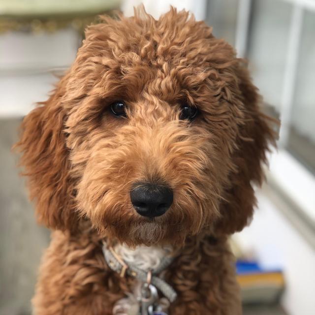 Supply Of Pet Treats and Toys