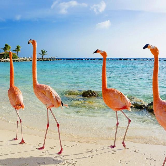 Our Aruba Honeymoon Fund