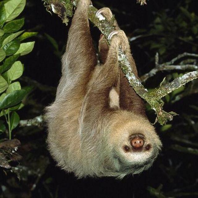 Rainforest Guided Night Tour