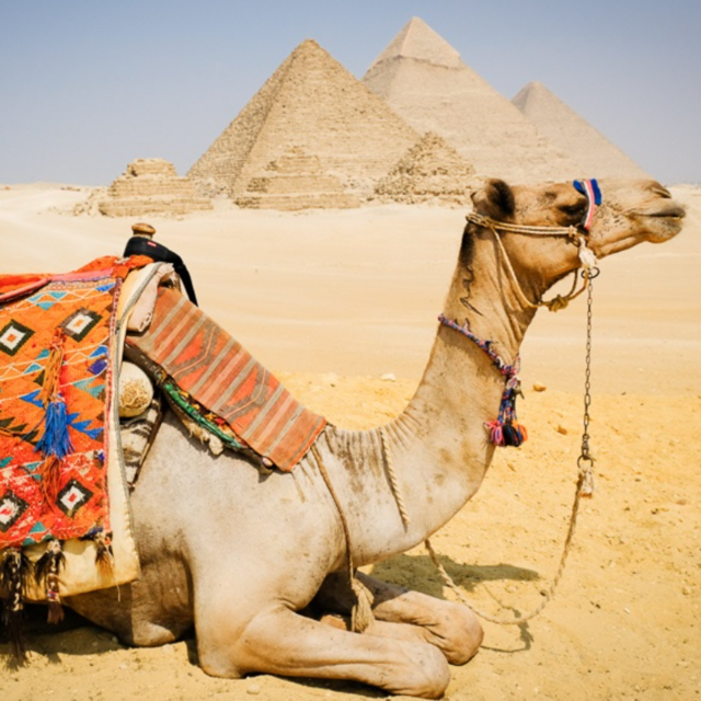 Camel Ride at the Pyramids