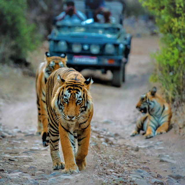 Tiger Safari
