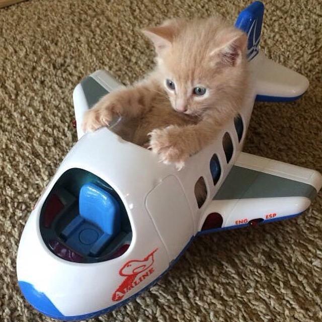Give us airfare & we'll get this thing off the ground!