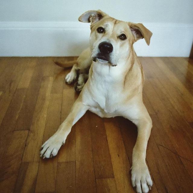 Pup and Home Fund