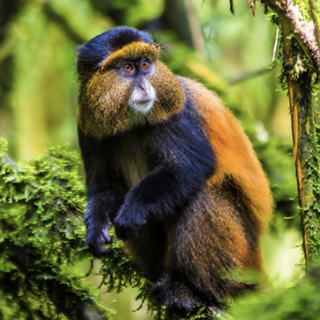 2 Golden Monkey Trekking Permits