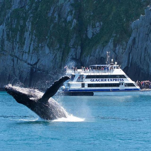 Whale Watching Trip