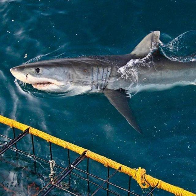 Cape Town Shark Cage Diving