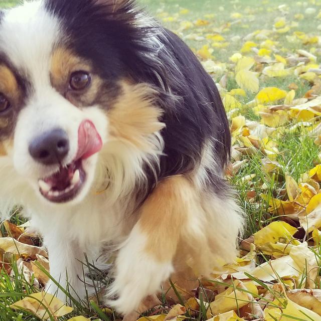 Toys for Teddy