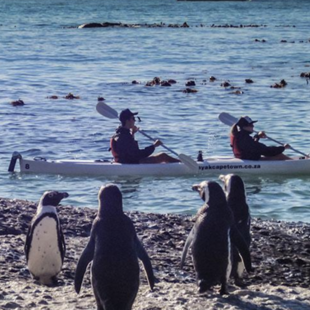 Kayaking with the Penguins