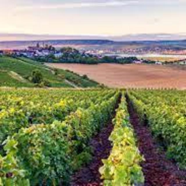 Wine Tasting in France