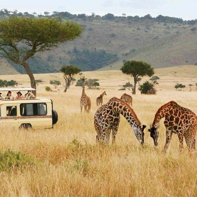 Safari Honeymoon