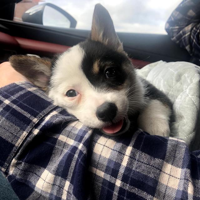 Weekend Boarding for Rovie