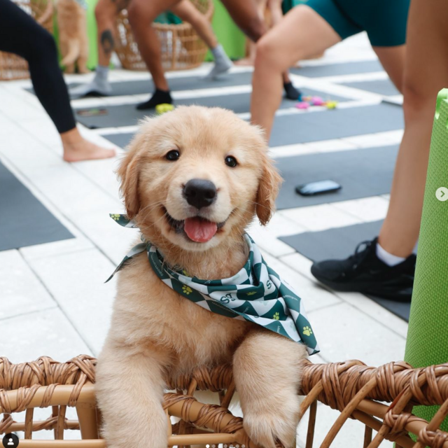 NYC Puppy Yoga Tickets