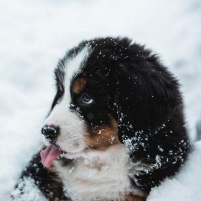 Help us get our Berner puppy, LECHU