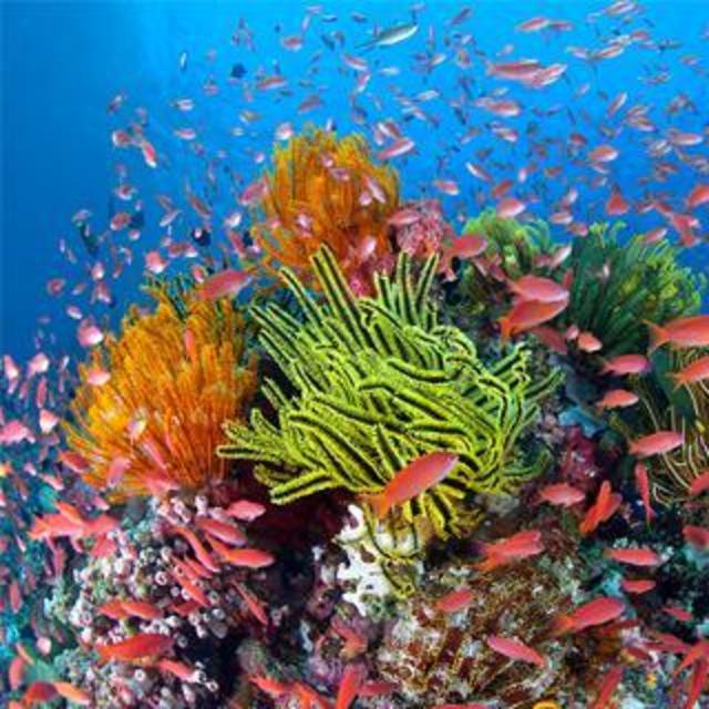 Great Barrier Reef Scuba Trip