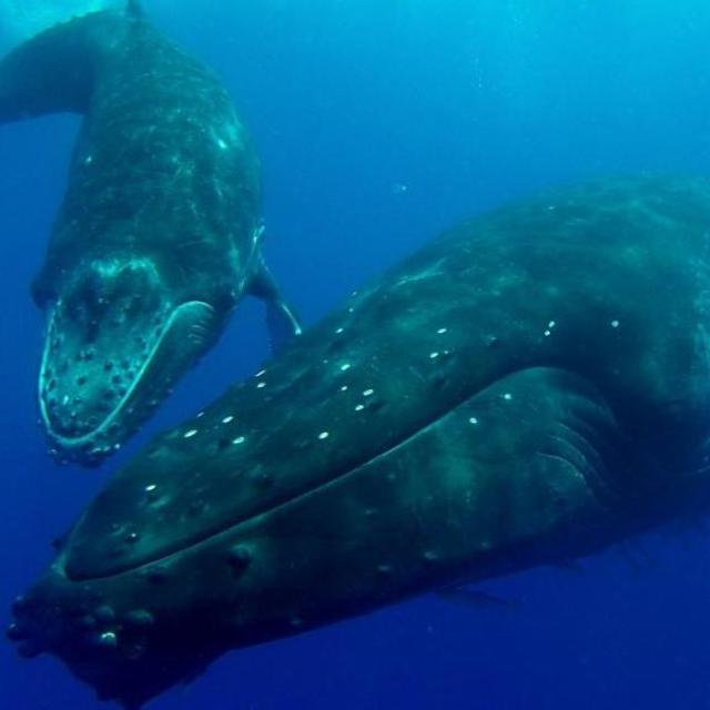 Humpback Whale Migration Tour