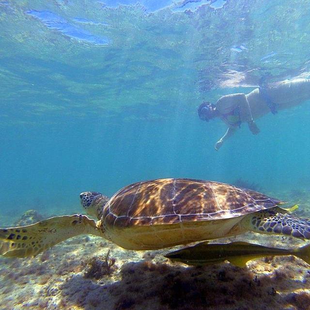 Swimming with Turltles in Akumal Bay