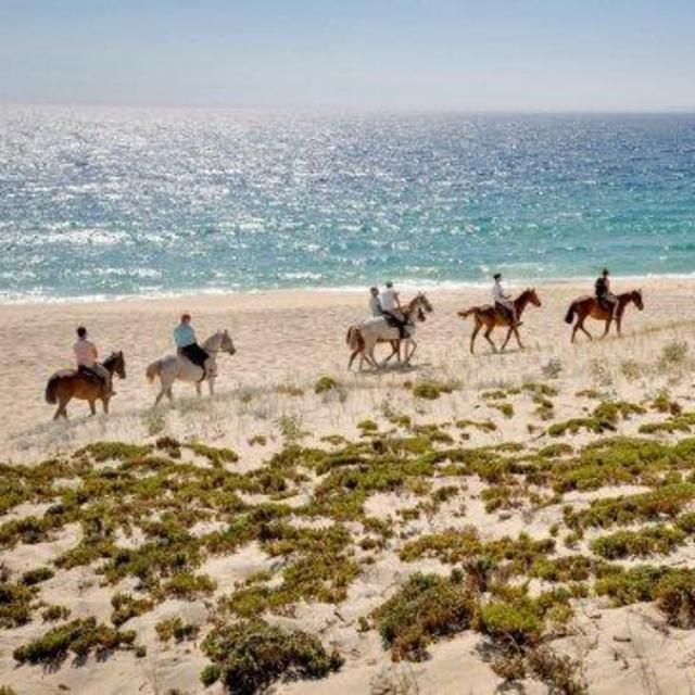 Beach Horseback Riding and Wine Tasting in Comporta