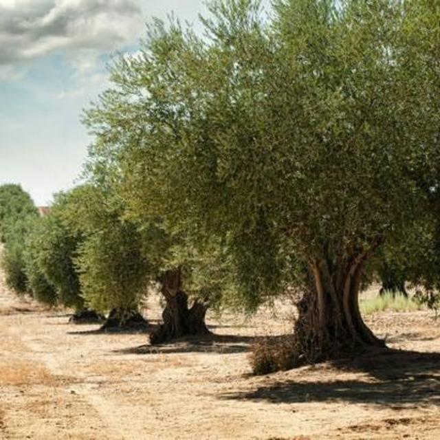 Tour of Ancient Olive Grove