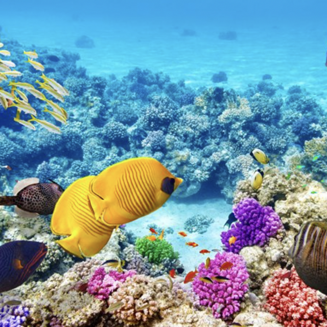Snorkeling Tour in Maui