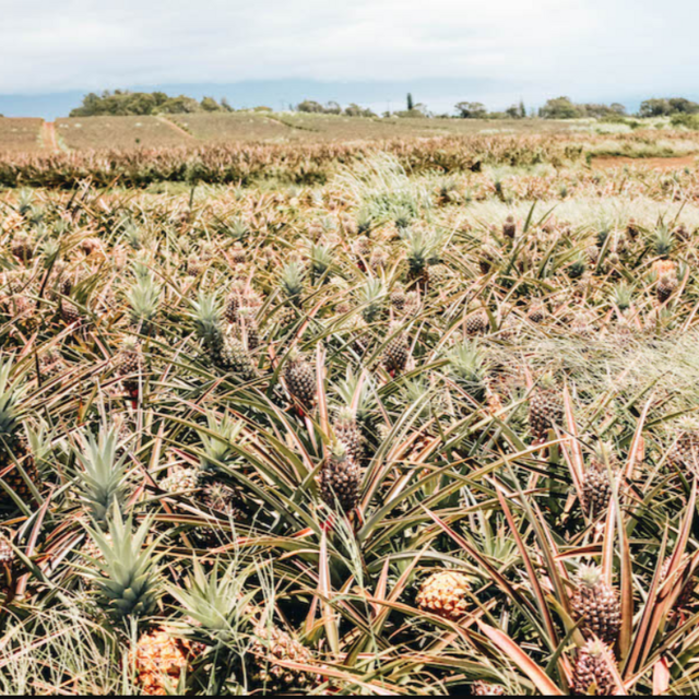Maui Pineapple Farm Tour for 2