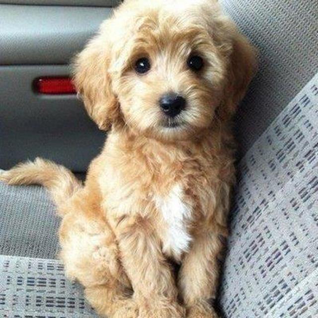 Puppy Fund