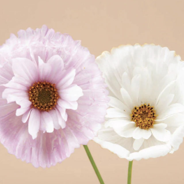 Cupcakes and Saucers Cosmos Seeds $4.80 $6.00 ( / )
