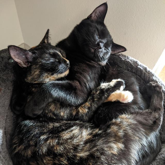 Support a local Cat Shelter!