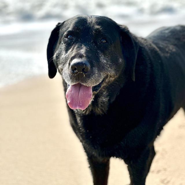 Rory's Milkbone Fund