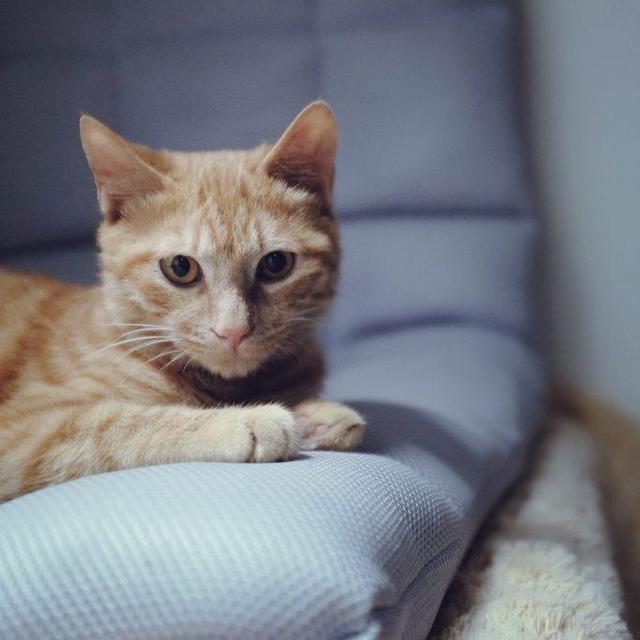 Vote - Lets get a ... Cat