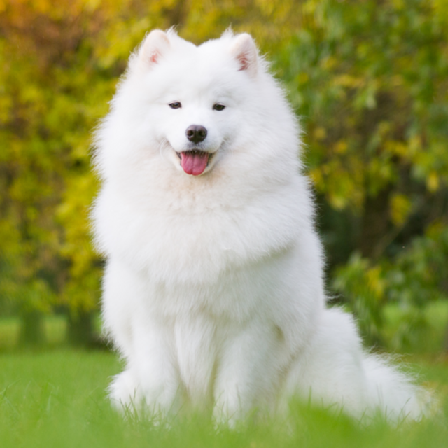 Vote - Lets get a ... Dog