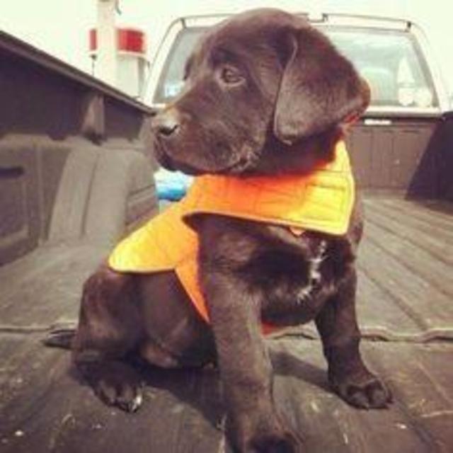 Chocolate Lab Puppy