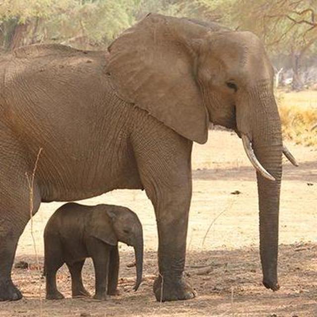 Trip to the elephant sanctuary!