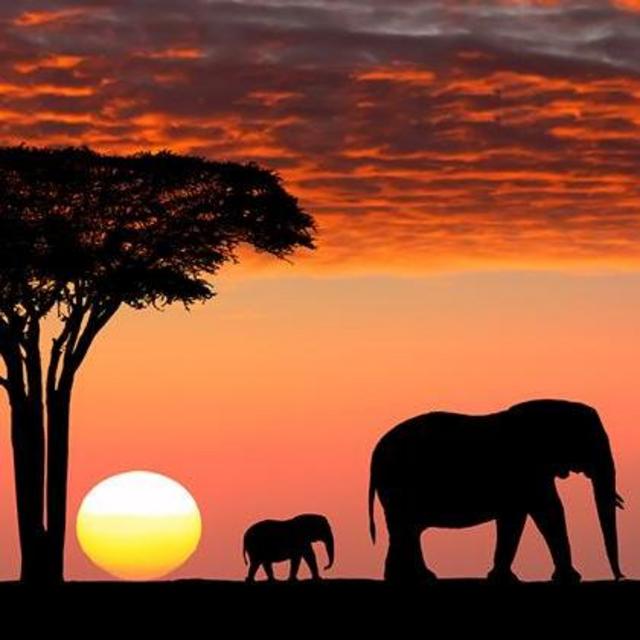 South African Safari Honeymoon