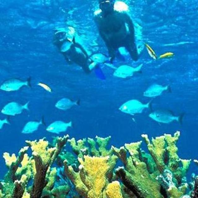 Aqua Safari