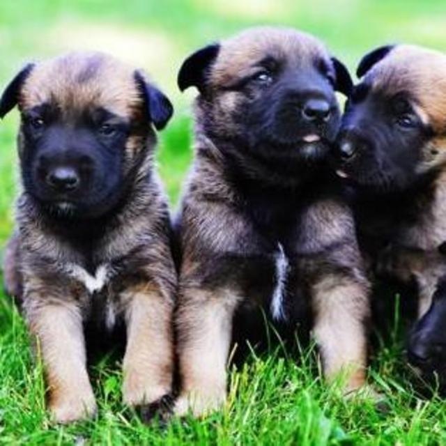 New Puppy Fund - Belgian Malinois (Ryuk)