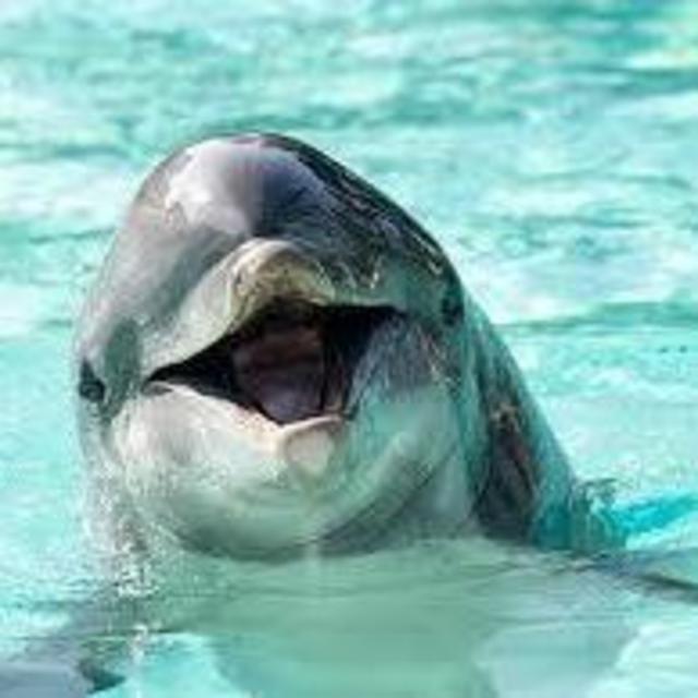 Dolphin Encounter on Honeymoon